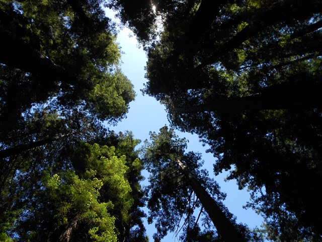 Looking up, tall redwood trees fill the picture, with blue sky visible beyond.